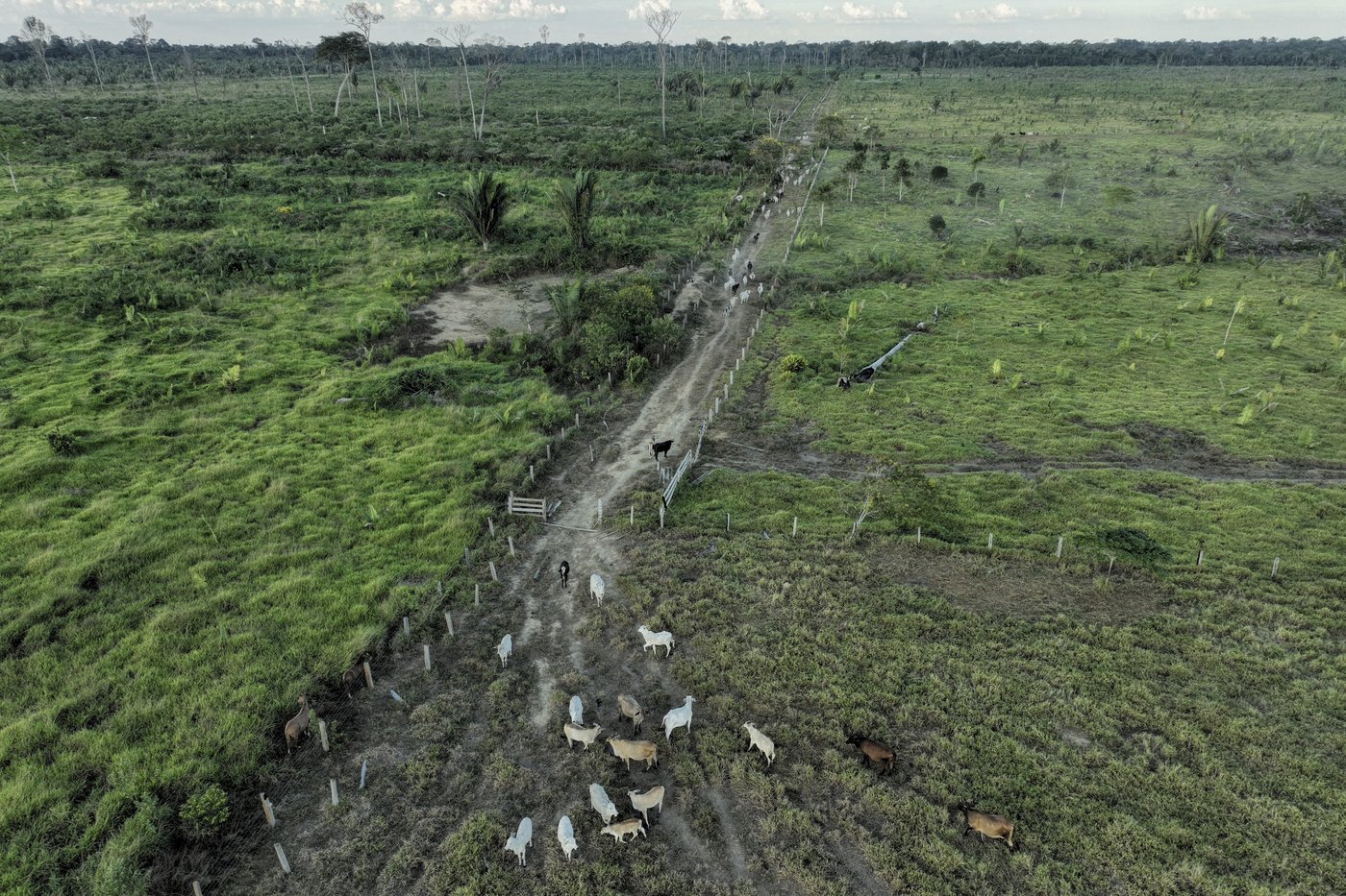 Brazilian state's deforestation amnesty poses 'one of the greatest threats' to the Amazon | iNFOnews.ca