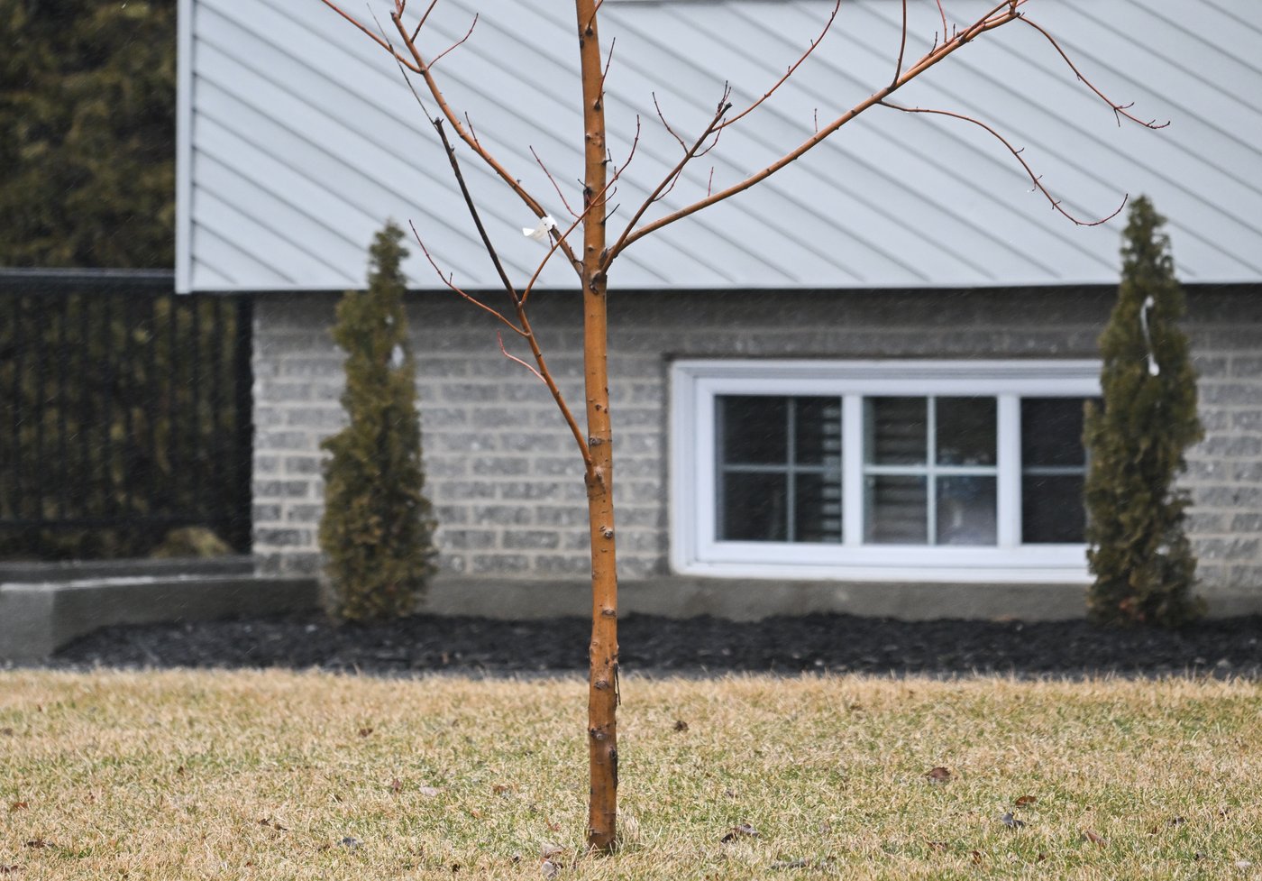 'Tree police': Quebec town charges $200 fee for homeowners with treeless yards | iNFOnews.ca