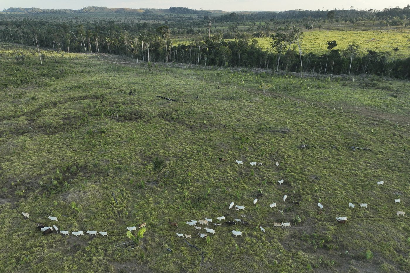 Agribusiness-friendly states in Brazil try to undo forest protections | iNFOnews.ca Agribusiness-friendly states in Brazil try to undo forest protections | iNFOnews.ca