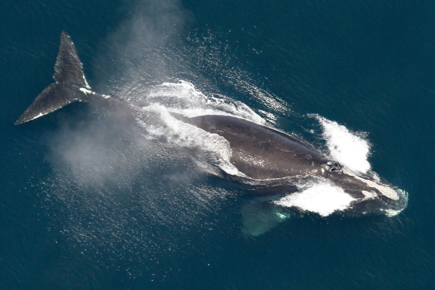 One of the world's rarest whales that makes the Atlantic its home grows in population | iNFOnews.ca One of the world's rarest whales that makes the Atlantic its home grows in population | iNFOnews.ca