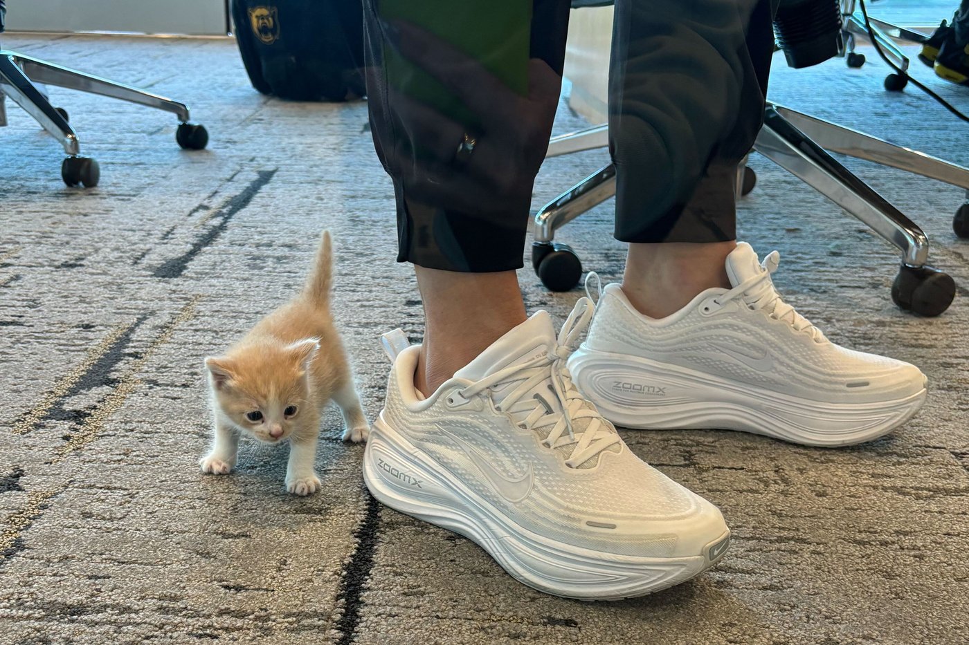 A mysterious meow from her car introduces Baylor coach Nicki Collen to a new family member | iNFOnews.ca