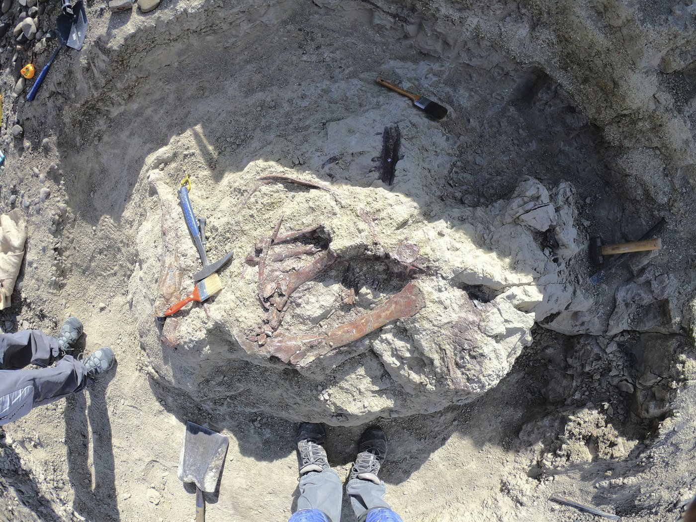 Scientists discover a new dinosaur from Argentina with a crocodile bone in its mouth | iNFOnews.ca Scientists discover a new dinosaur from Argentina with a crocodile bone in its mouth | iNFOnews.ca