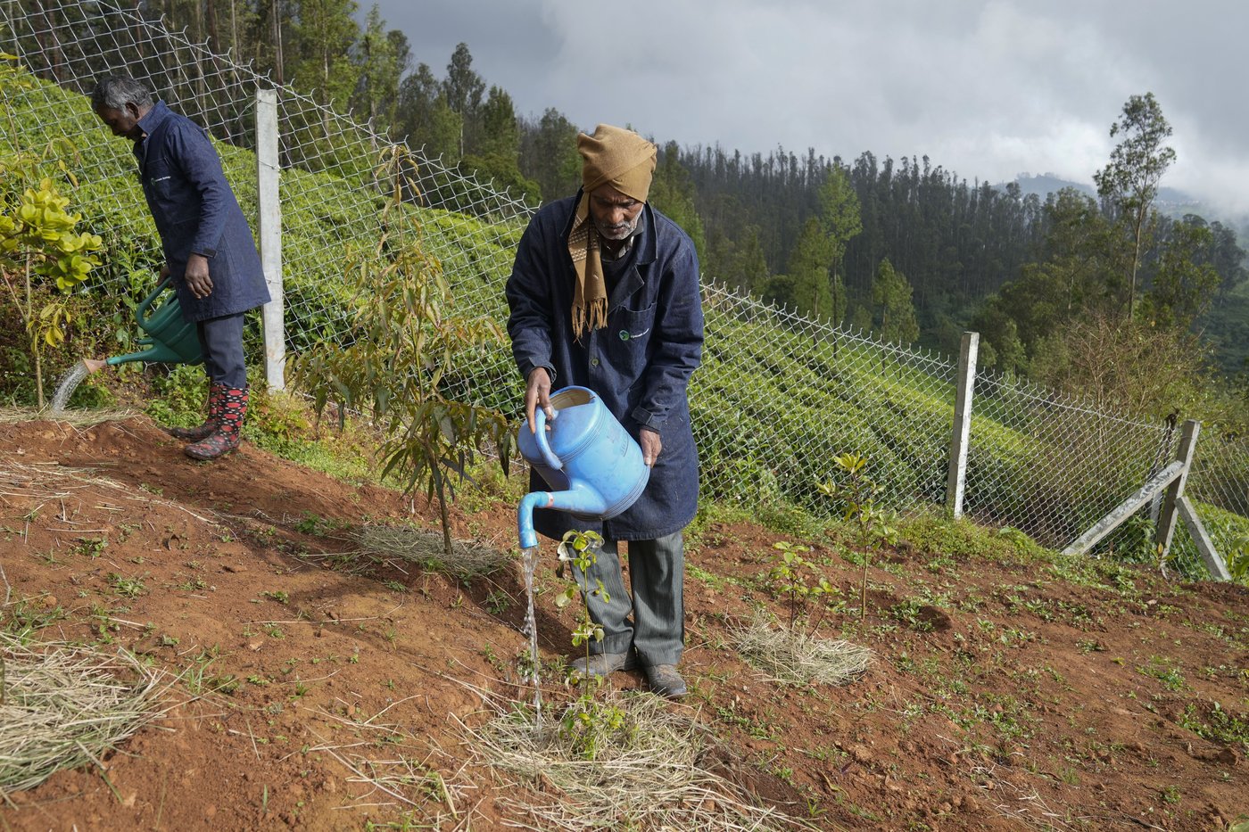 In southern India's tea country, small but mighty efforts are brewing to bring back native forests | iNFOnews.ca
