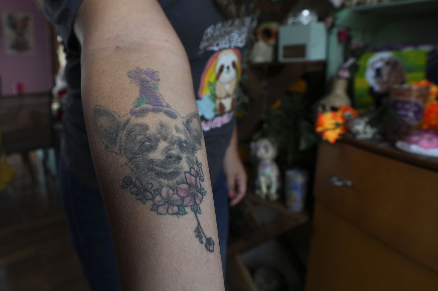 Pets join Mexico's Day of the Dead celebrations, as Fido and Tiger get their own altars | iNFOnews.ca