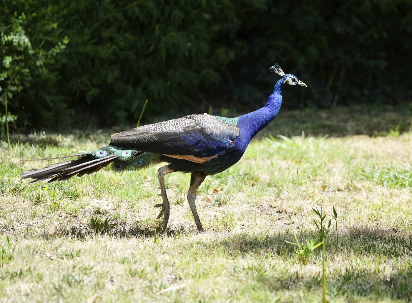 Dozens of peacocks and peahens go missing from Northern California hotel | iNFOnews.ca
