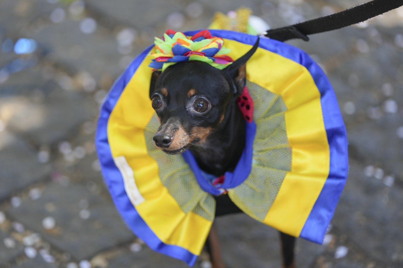 The Rio Carnival street party where dogs parade as superheroes and cartoon characters | iNFOnews.ca The Rio Carnival street party where dogs parade as superheroes and cartoon characters | iNFOnews.ca