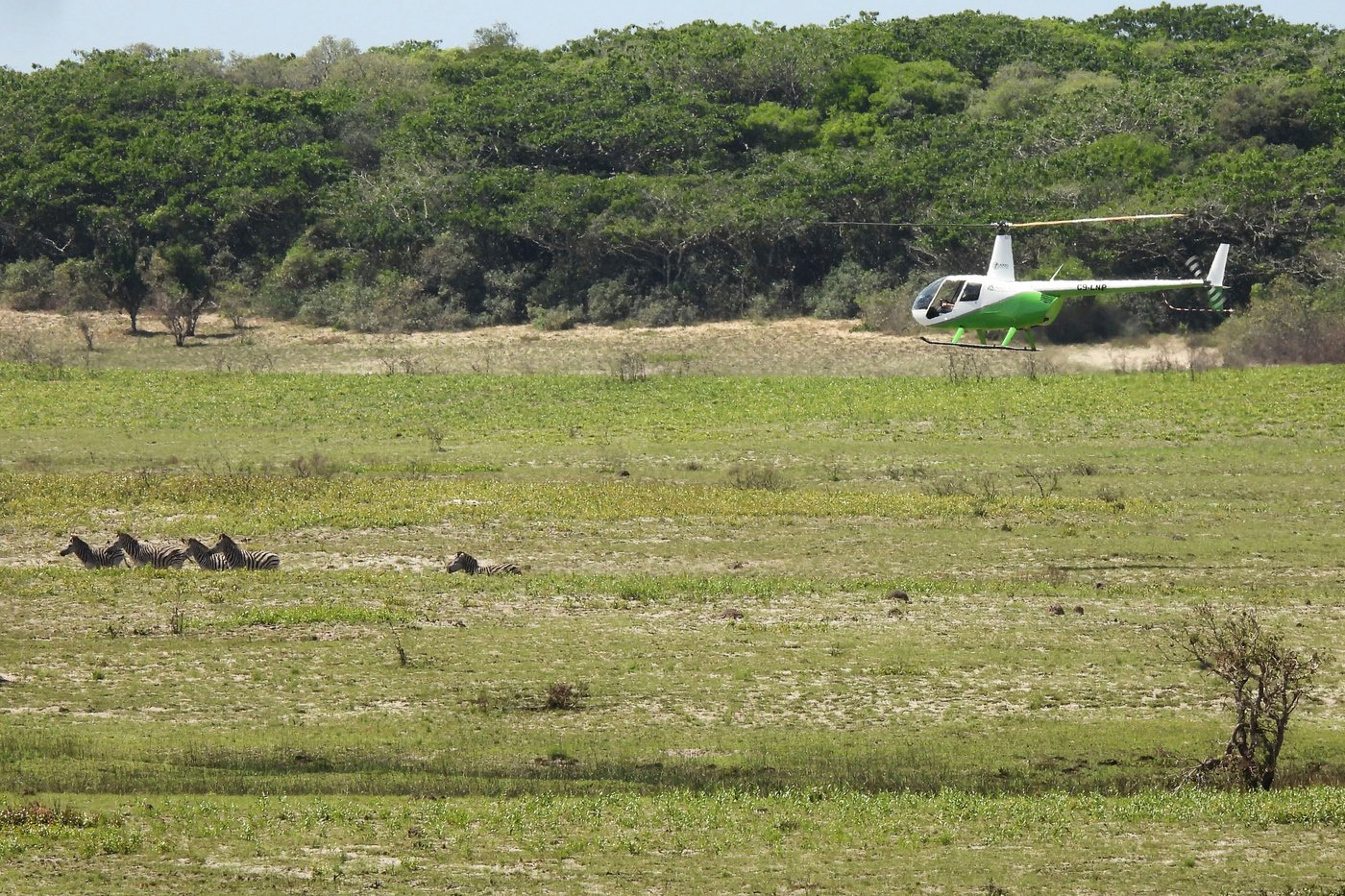 Reviving this African game reserve meant catching and transporting hundreds of wild animals | iNFOnews.ca Reviving this African game reserve meant catching and transporting hundreds of wild animals | iNFOnews.ca