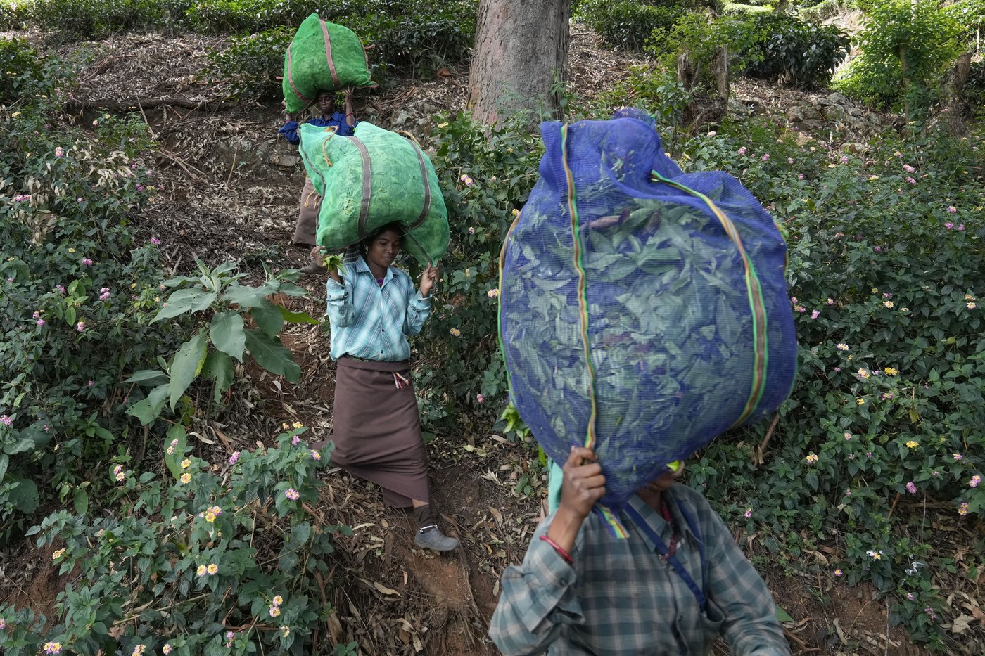 In southern India's tea country, small but mighty efforts are brewing to bring back native forests | iNFOnews.ca
