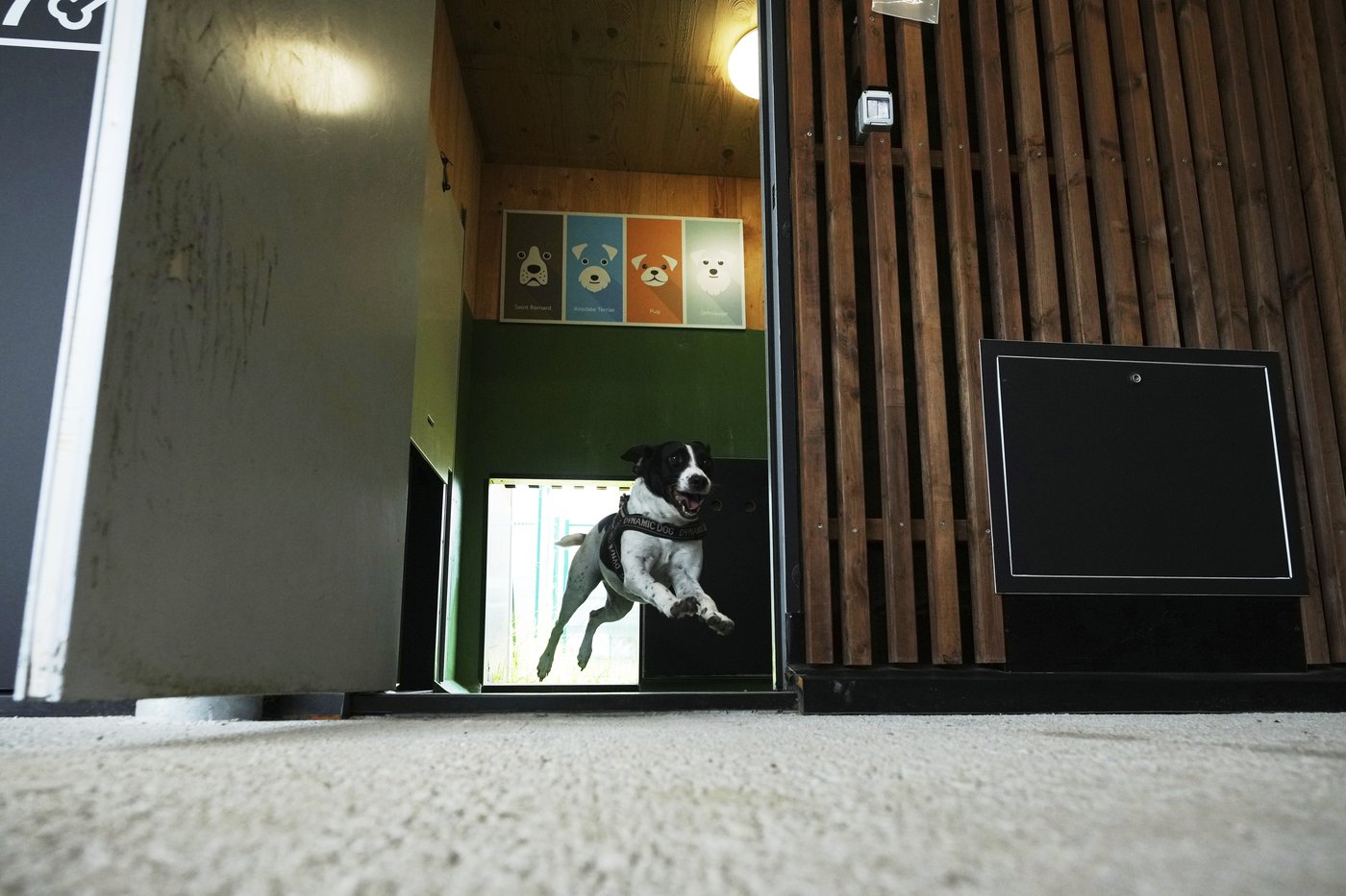 Rome's airport opens luxurious dog hotel with pampering services | iNFOnews.ca