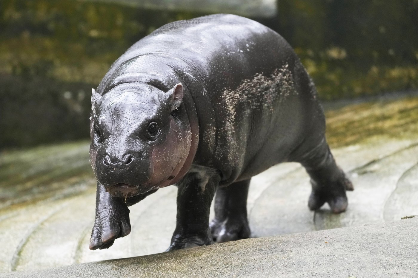 Thailand's baby pygmy hippo Moo Deng has an official song released in 4 languages | iNFOnews.ca