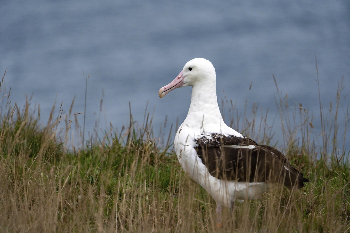 An albatross couple shares egg duty in this captivating low-drama reality show | iNFOnews.ca An albatross couple shares egg duty in this captivating low-drama reality show | iNFOnews.ca
