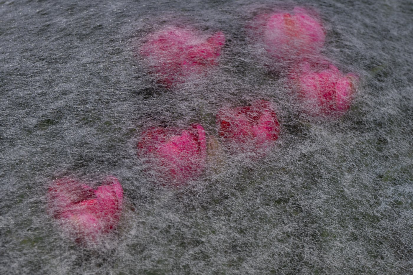 PHOTO COLLECTION: Spring | iNFOnews.ca