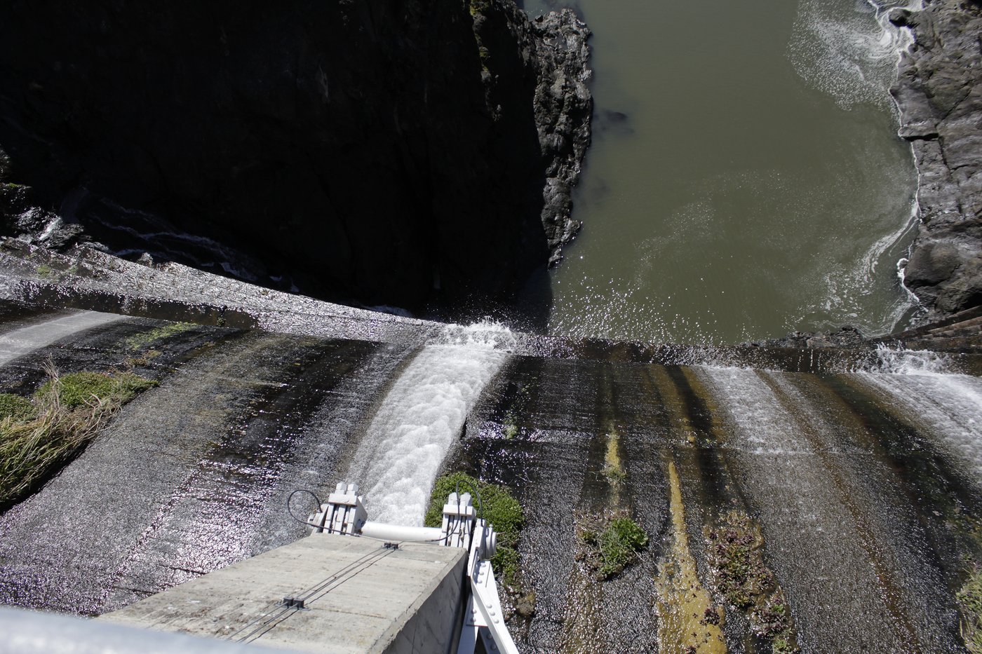 Salmon return to lay eggs in historic habitat after largest dam removal project in US history | iNFOnews.ca
