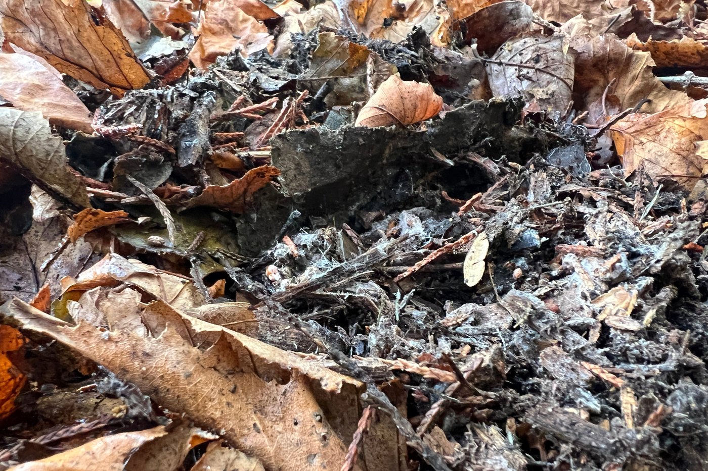 Transform fallen leaves into valuable leaf mold for your garden this fall | iNFOnews.ca Transform fallen leaves into valuable leaf mold for your garden this fall | iNFOnews.ca