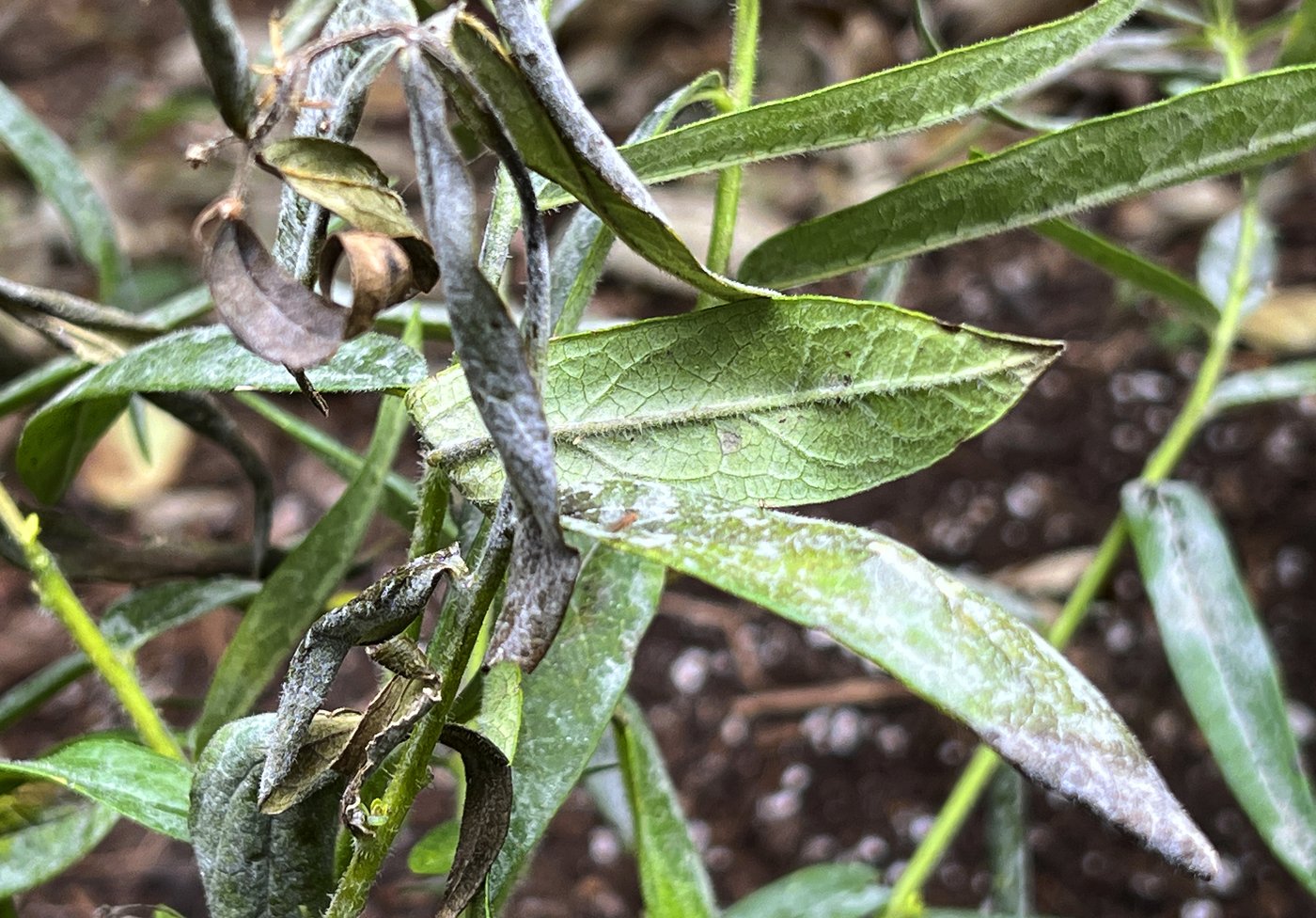 Fall cleanup in the garden doesn't mean what it used to | iNFOnews.ca Fall cleanup in the garden doesn't mean what it used to | iNFOnews.ca