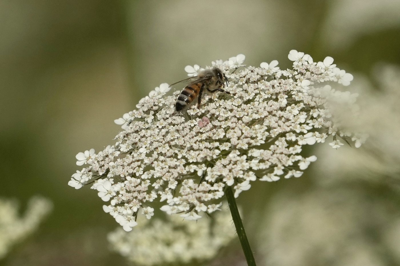 Bees attack French town, leaving 24 injured | iNFOnews.ca Bees attack French town, leaving 24 injured | iNFOnews.ca