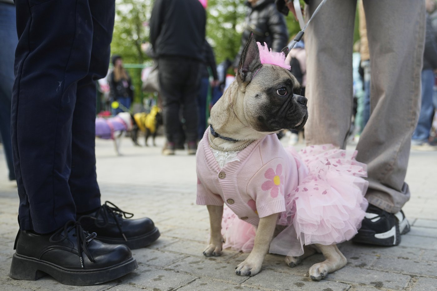 PHOTO COLLECTION: Russia French Bulldogs Parade | iNFOnews.ca
