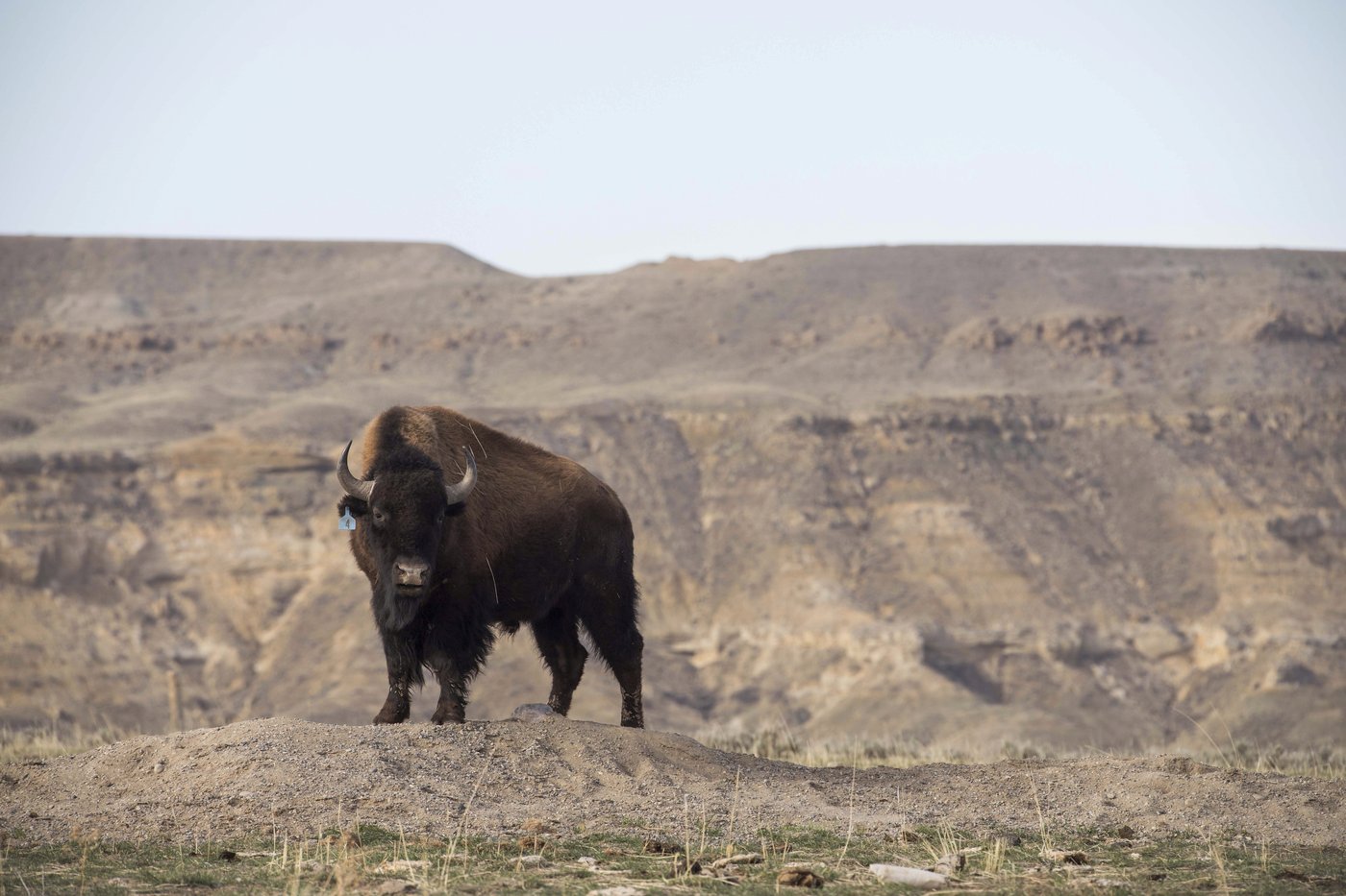 In Wyoming, the Eastern Shoshone tribe decided to classify buffalo as wildlife. Here is why | iNFOnews.ca In Wyoming, the Eastern Shoshone tribe decided to classify buffalo as wildlife. Here is why | iNFOnews.ca