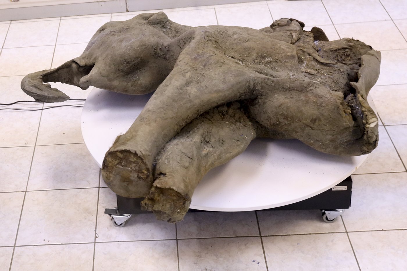 Baby mammoth preserved for 50,000 years is unveiled in Russia's Siberia | iNFOnews.ca Baby mammoth preserved for 50,000 years is unveiled in Russia's Siberia | iNFOnews.ca