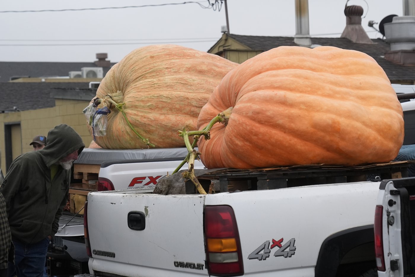 Pumpkin weighing 2,471 pounds wins California contest | iNFOnews.ca Pumpkin weighing 2,471 pounds wins California contest | iNFOnews.ca