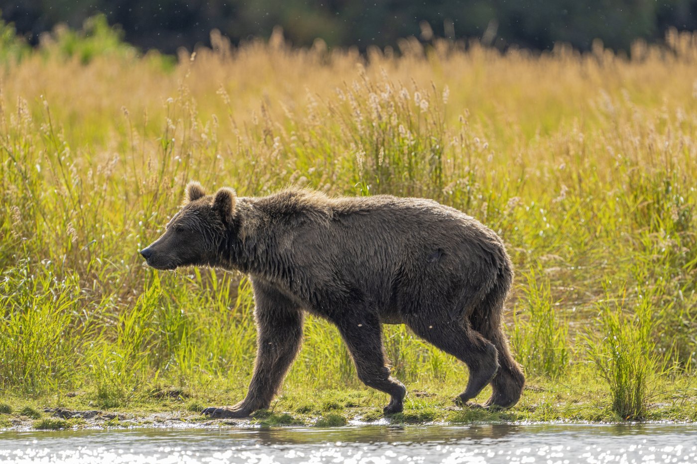 Online voting in Alaska's Fat Bear Week contest starts after an attack killed 1 contestant | iNFOnews.ca Online voting in Alaska's Fat Bear Week contest starts after an attack killed 1 contestant | iNFOnews.ca