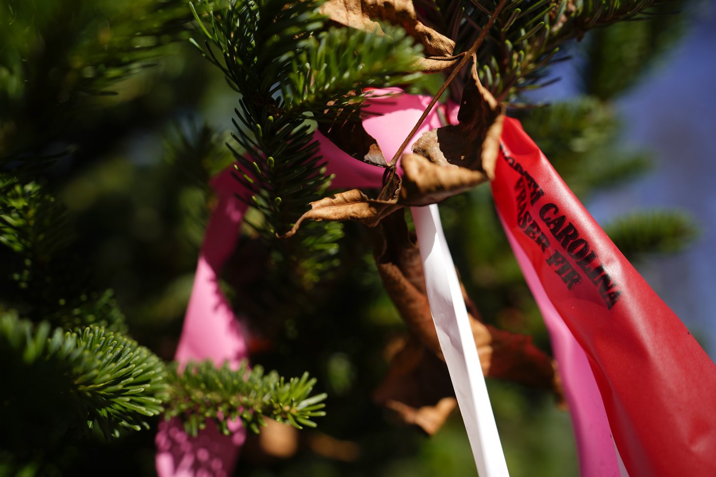 The White House's Christmas tree is a symbol of resilience for hurricane-hit North Carolina farms | iNFOnews.ca The White House's Christmas tree is a symbol of resilience for hurricane-hit North Carolina farms | iNFOnews.ca