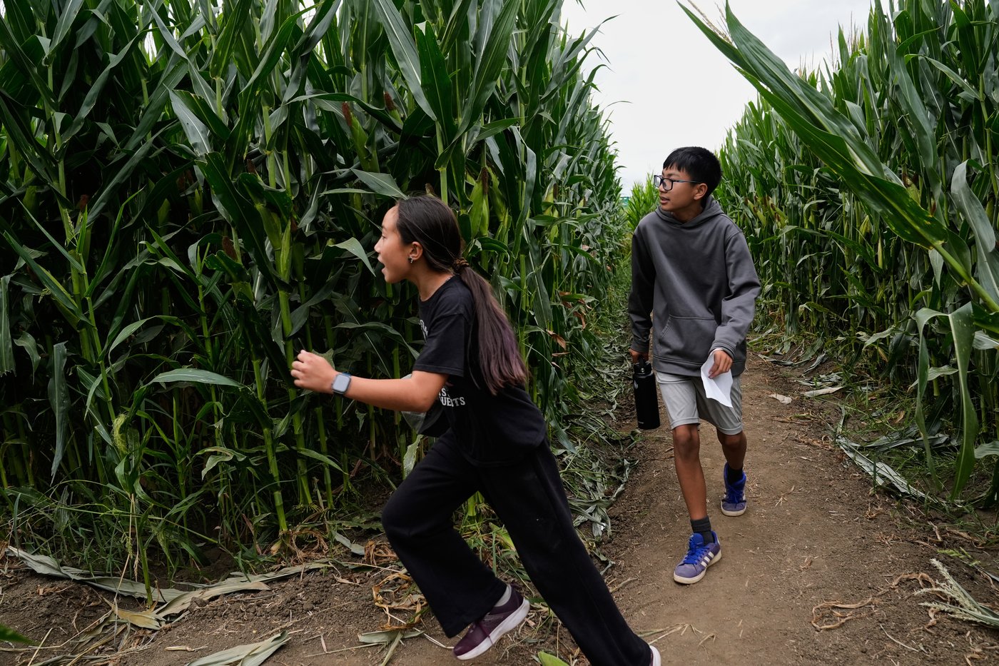 Giant Northern California corn maze lets visitors enjoy getting lost | iNFOnews.ca Giant Northern California corn maze lets visitors enjoy getting lost | iNFOnews.ca