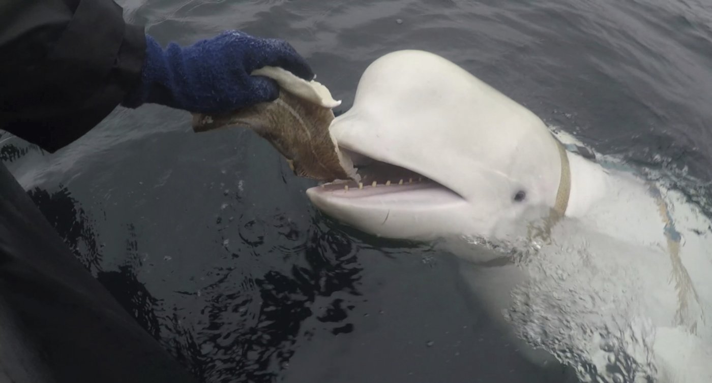 Russian ‘spy whale’ in Norway wasn’t shot dead, likely died of bacterial infection | iNFOnews.ca Russian ‘spy whale’ in Norway wasn’t shot dead, likely died of bacterial infection | iNFOnews.ca