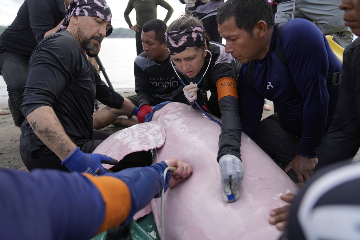 Endangered pink river dolphins face a rising mercury threat in the Amazon | iNFOnews.ca