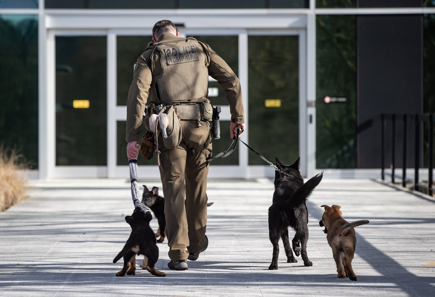 Problems with RCMP police dog program pose 'health and wellness risks': evaluation | iNFOnews.ca Problems with RCMP police dog program pose 'health and wellness risks': evaluation | iNFOnews.ca