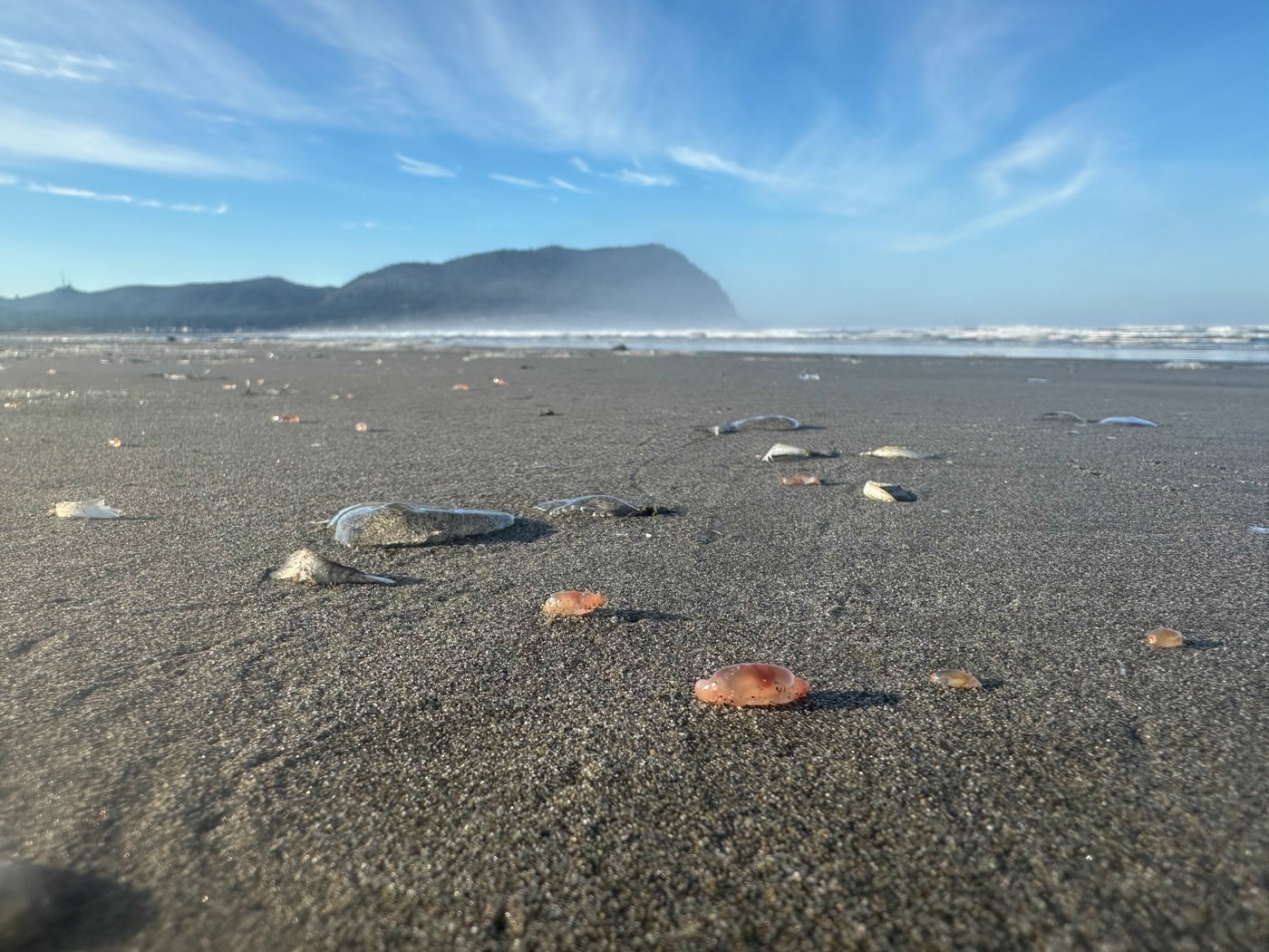Sea cucumbers wash ashore by the thousands in a coastal Oregon town | iNFOnews.ca Sea cucumbers wash ashore by the thousands in a coastal Oregon town | iNFOnews.ca