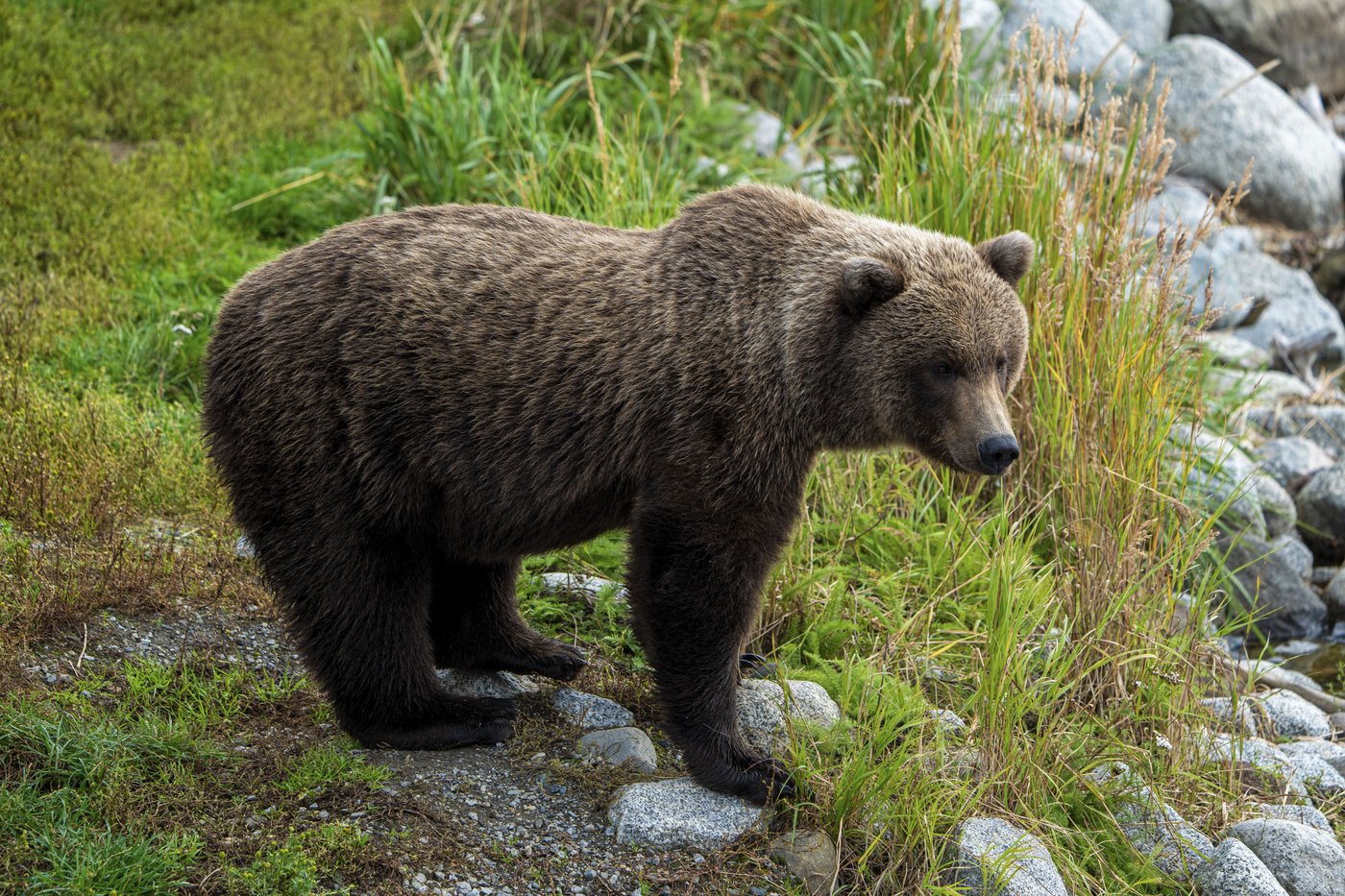 The chunkiest of chunks face off in Alaska's Fat Bear Week | iNFOnews.ca