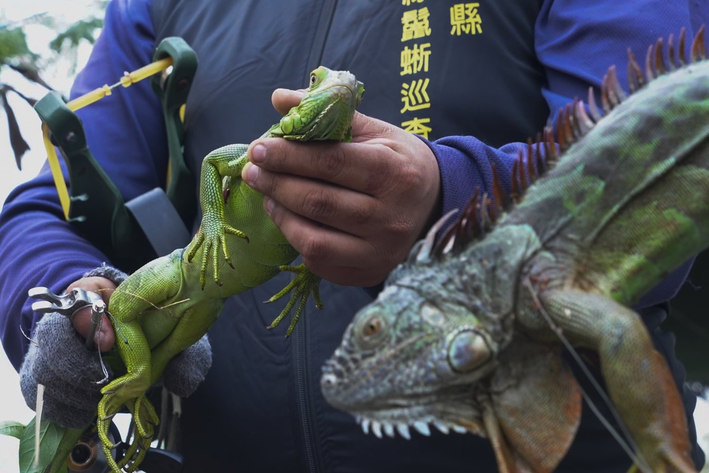 Taiwan plans to cull up to 120,000 green iguanas due to their negative impact on agriculture | iNFOnews.ca