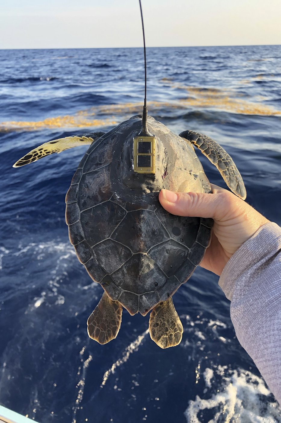 Scientists solve the mystery of sea turtles' 'lost years' | iNFOnews.ca Scientists solve the mystery of sea turtles' 'lost years' | iNFOnews.ca