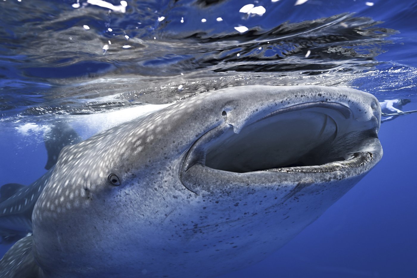 Where do whale sharks mate? The search to learn where the magic happens for the world's biggest fish | iNFOnews.ca