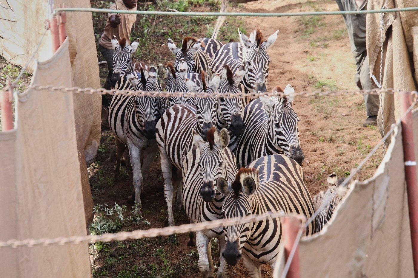 Reviving this African game reserve meant catching and transporting hundreds of wild animals | iNFOnews.ca Reviving this African game reserve meant catching and transporting hundreds of wild animals | iNFOnews.ca