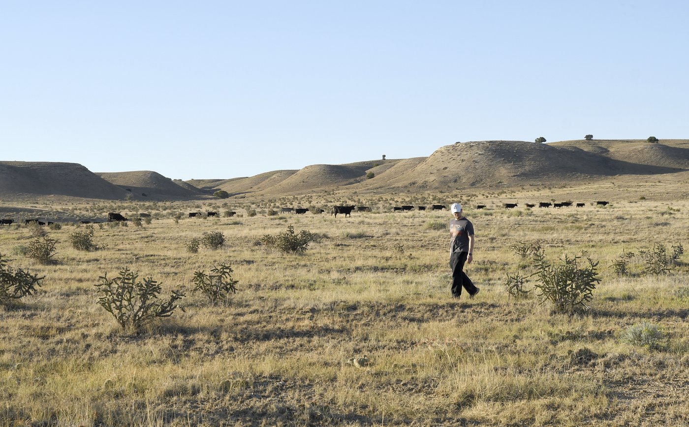 Spider lovers scurry to Colorado town in search of mating tarantulas and community | iNFOnews.ca