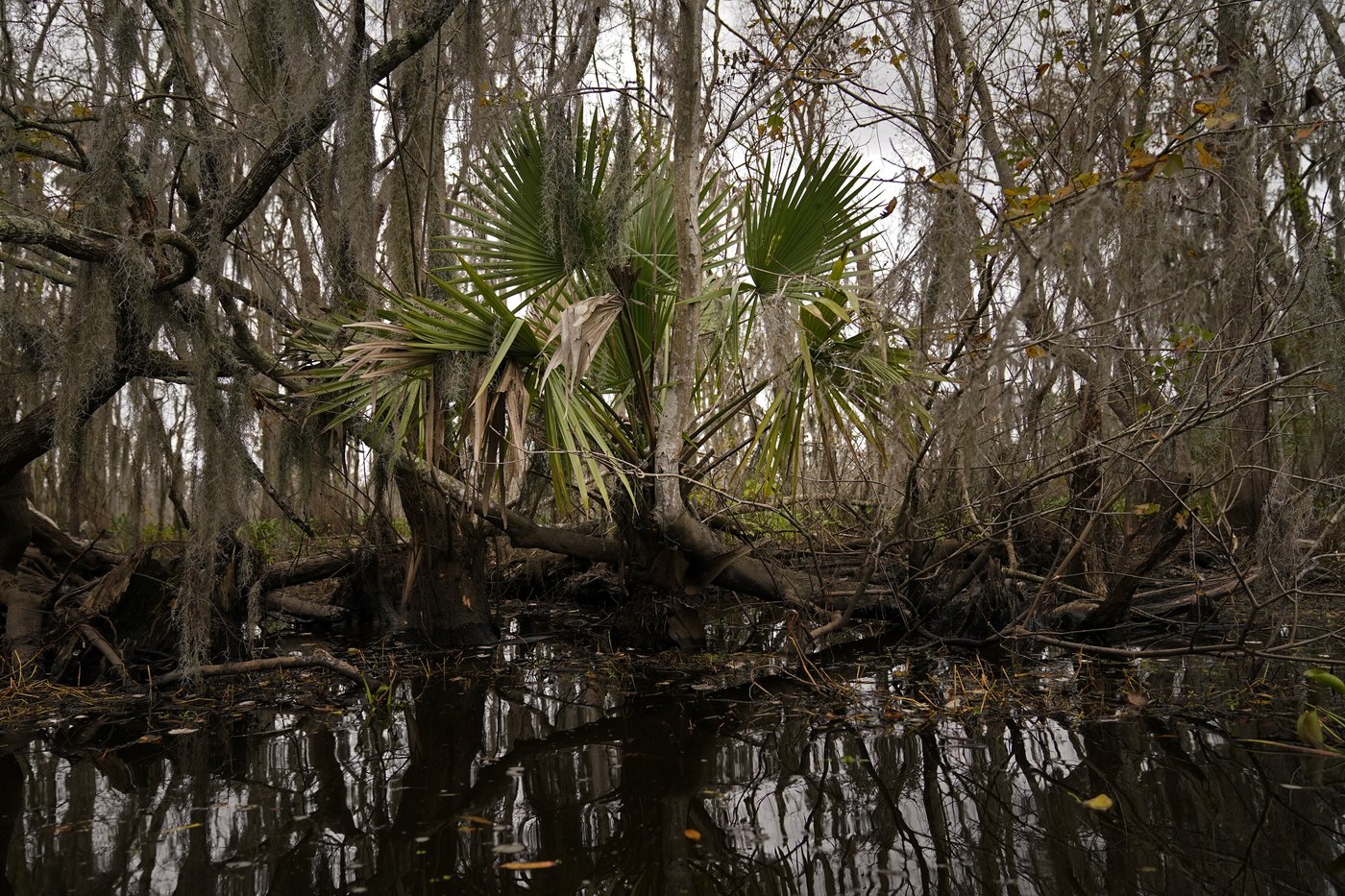 To save a dying swamp, Louisiana aims to restore the Mississippi River's natural flow | iNFOnews.ca To save a dying swamp, Louisiana aims to restore the Mississippi River's natural flow | iNFOnews.ca