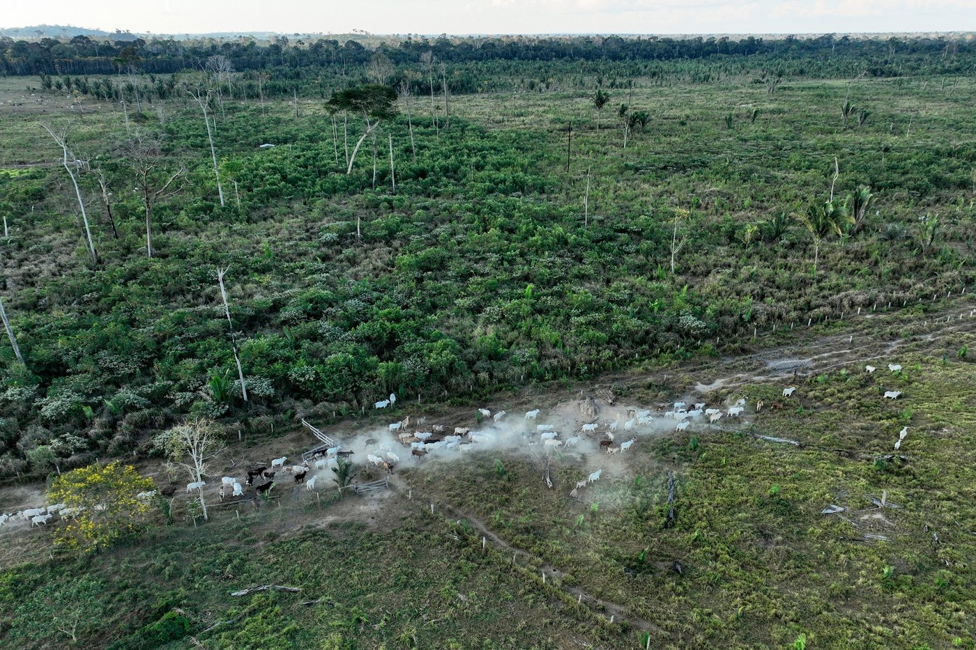 Interpol announces a new global fight against illegal deforestation | iNFOnews.ca