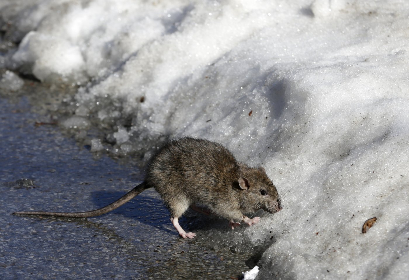 Cold snap chills New York City's rats, and heats up the fight against them | iNFOnews.ca