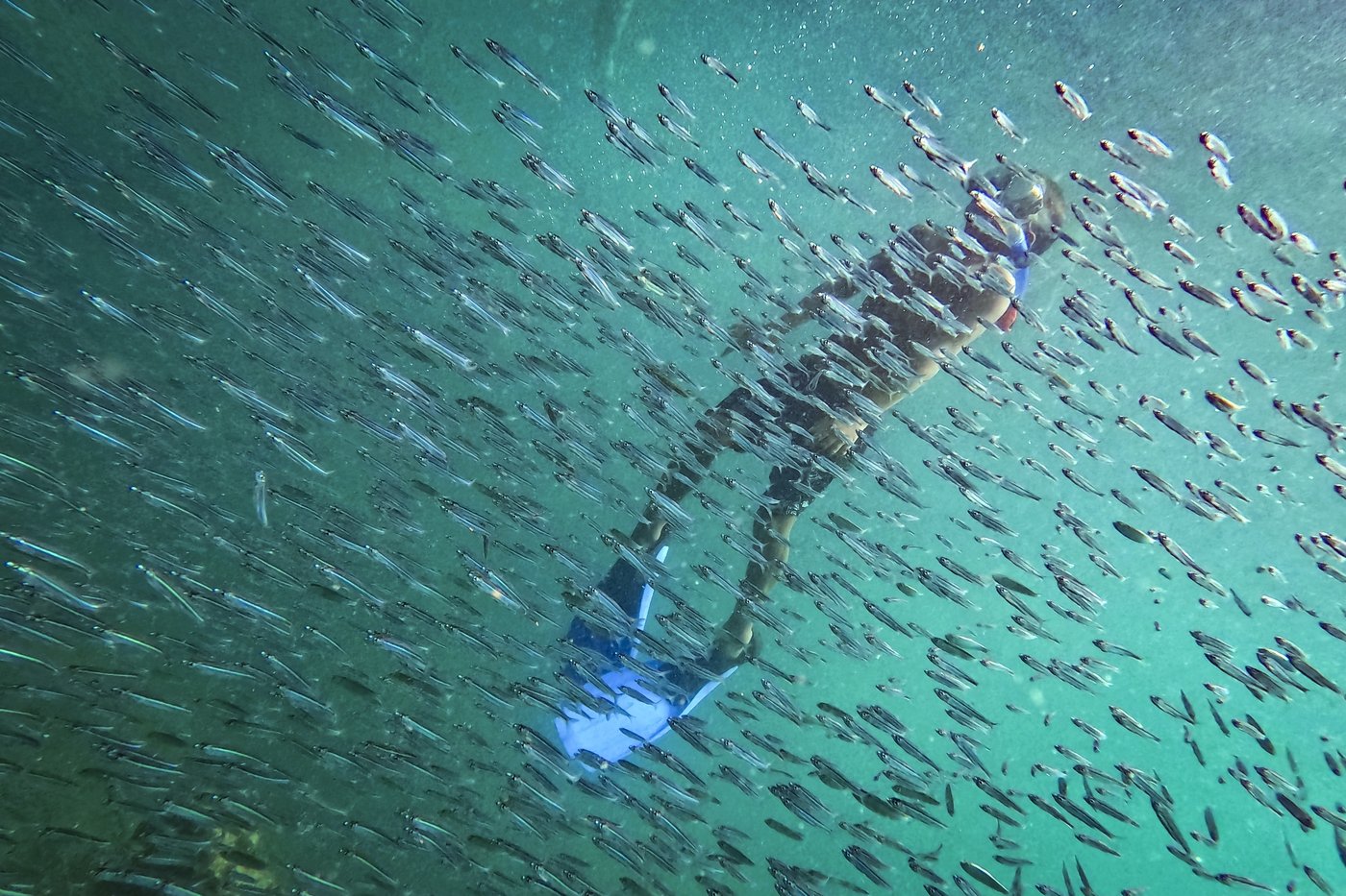 Slight progress in global biodiversity protection efforts but some species decline, new reports find | iNFOnews.ca