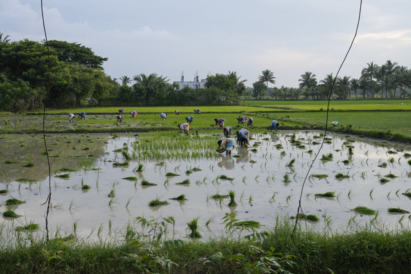 A tiny village in India where Kamala Harris has ancestral roots is praying for her victory | iNFOnews.ca A tiny village in India where Kamala Harris has ancestral roots is praying for her victory | iNFOnews.ca