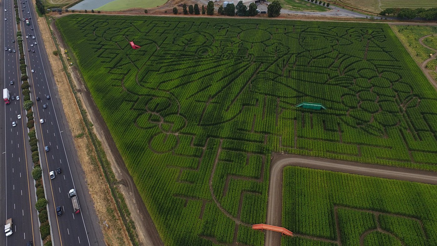 Giant Northern California corn maze lets visitors enjoy getting lost | iNFOnews.ca