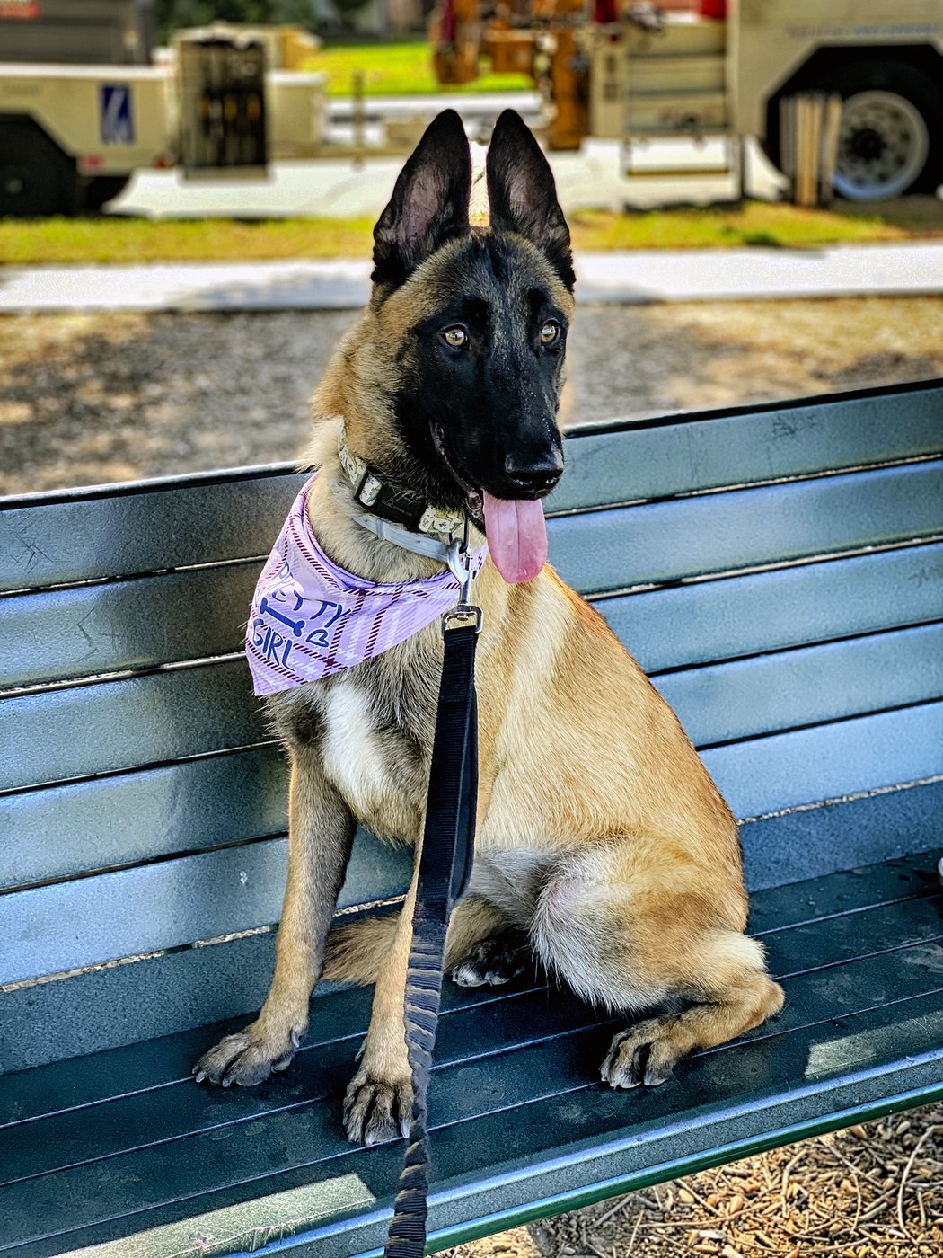 California dog trainer charged with animal cruelty, evidence destruction in deaths of 11 dogs | iNFOnews.ca