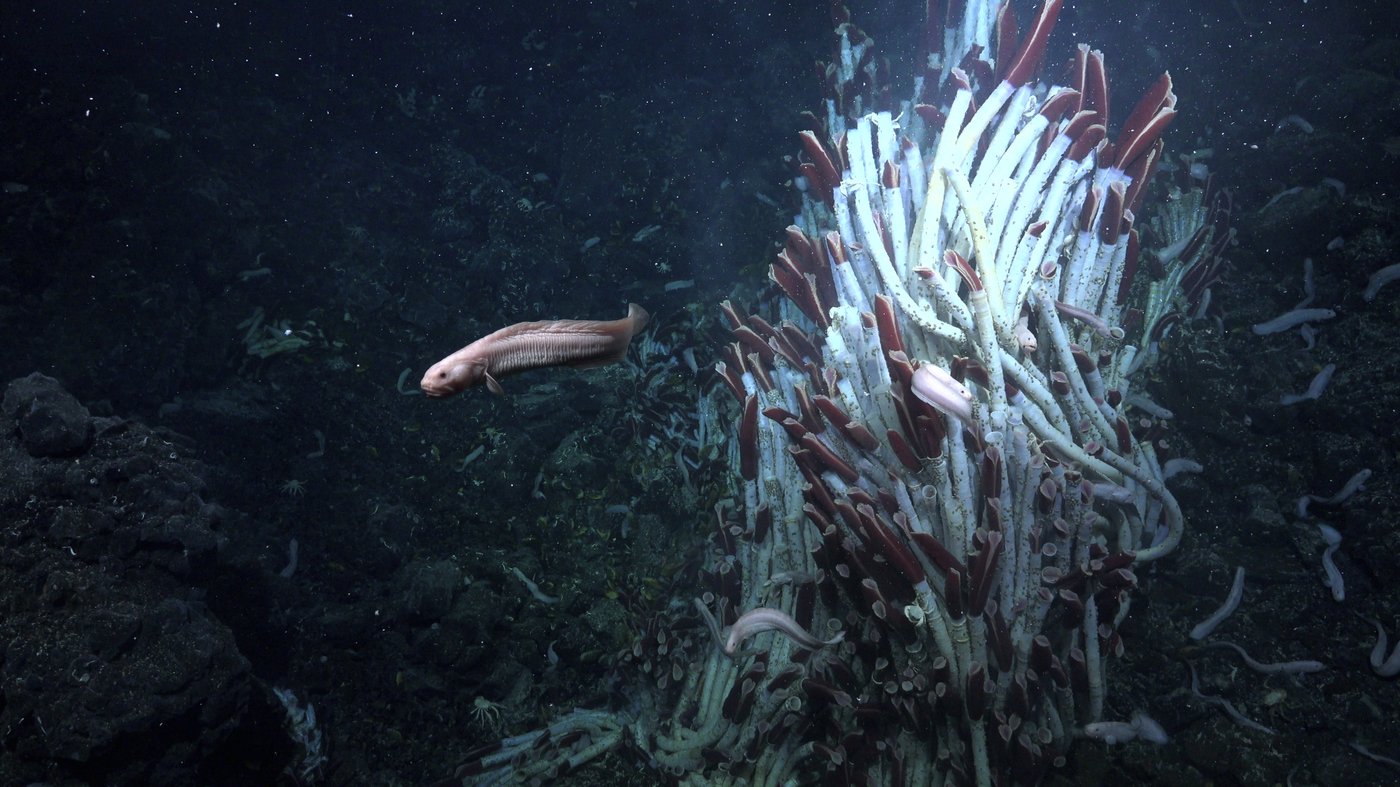 Tubeworms, snails and other weird creatures found under the seafloor | iNFOnews.ca