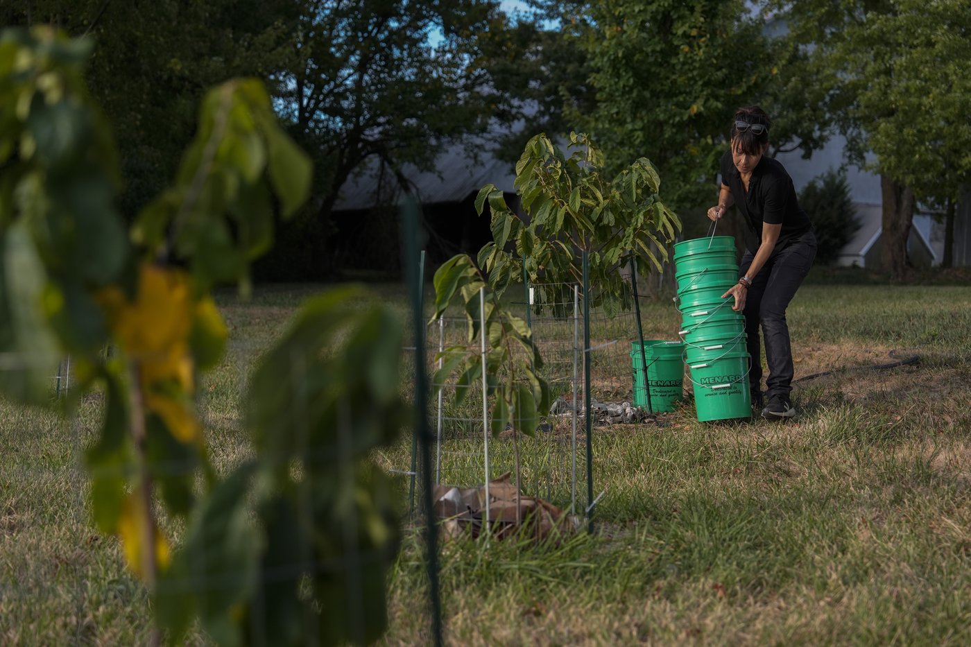 In Ohio, drought and shifting weather patterns affect North America's largest native fruit | iNFOnews.ca