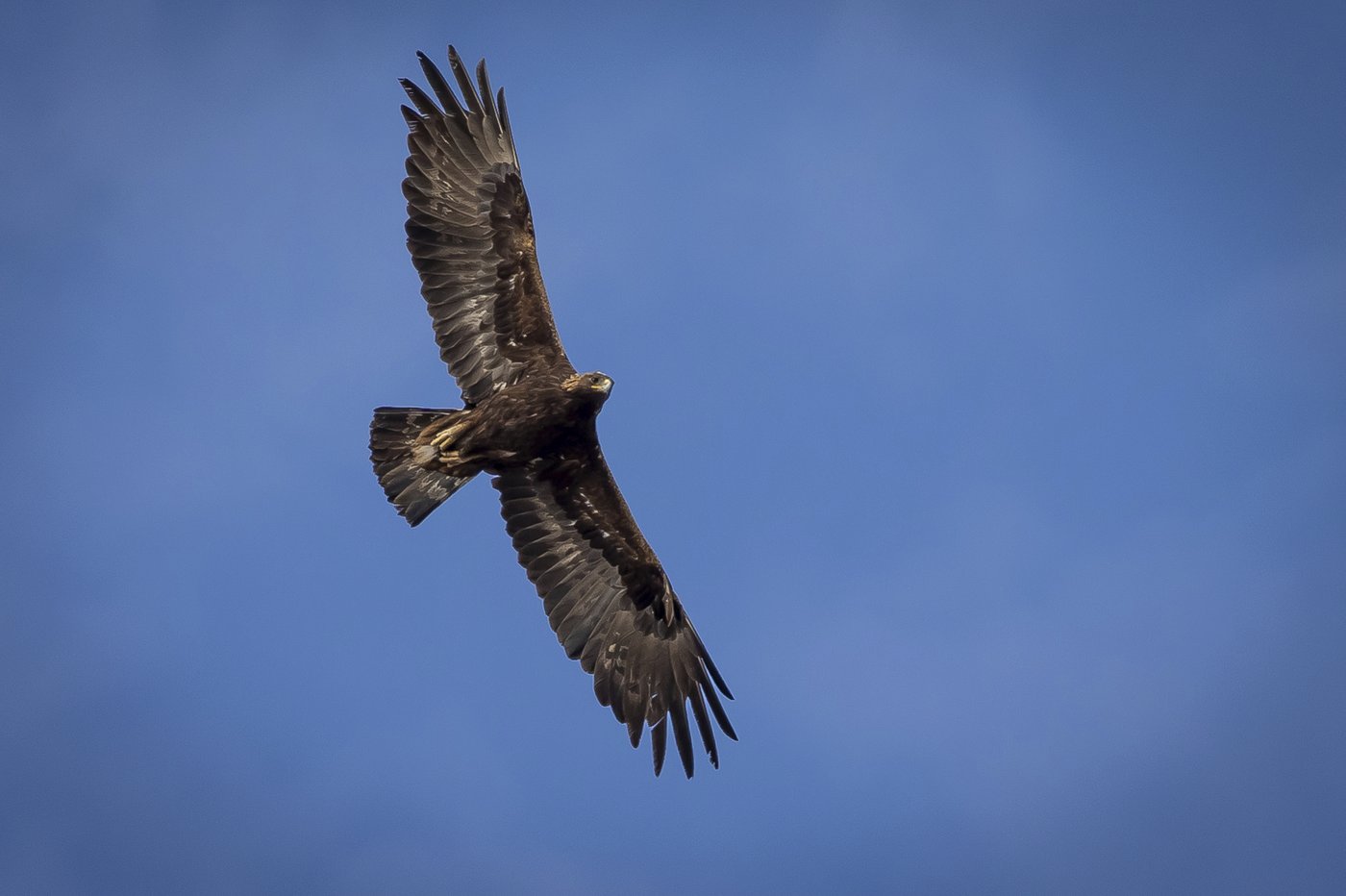 Poachers are exploiting the high demand for eagle feathers that are sacred among Native Americans | iNFOnews.ca