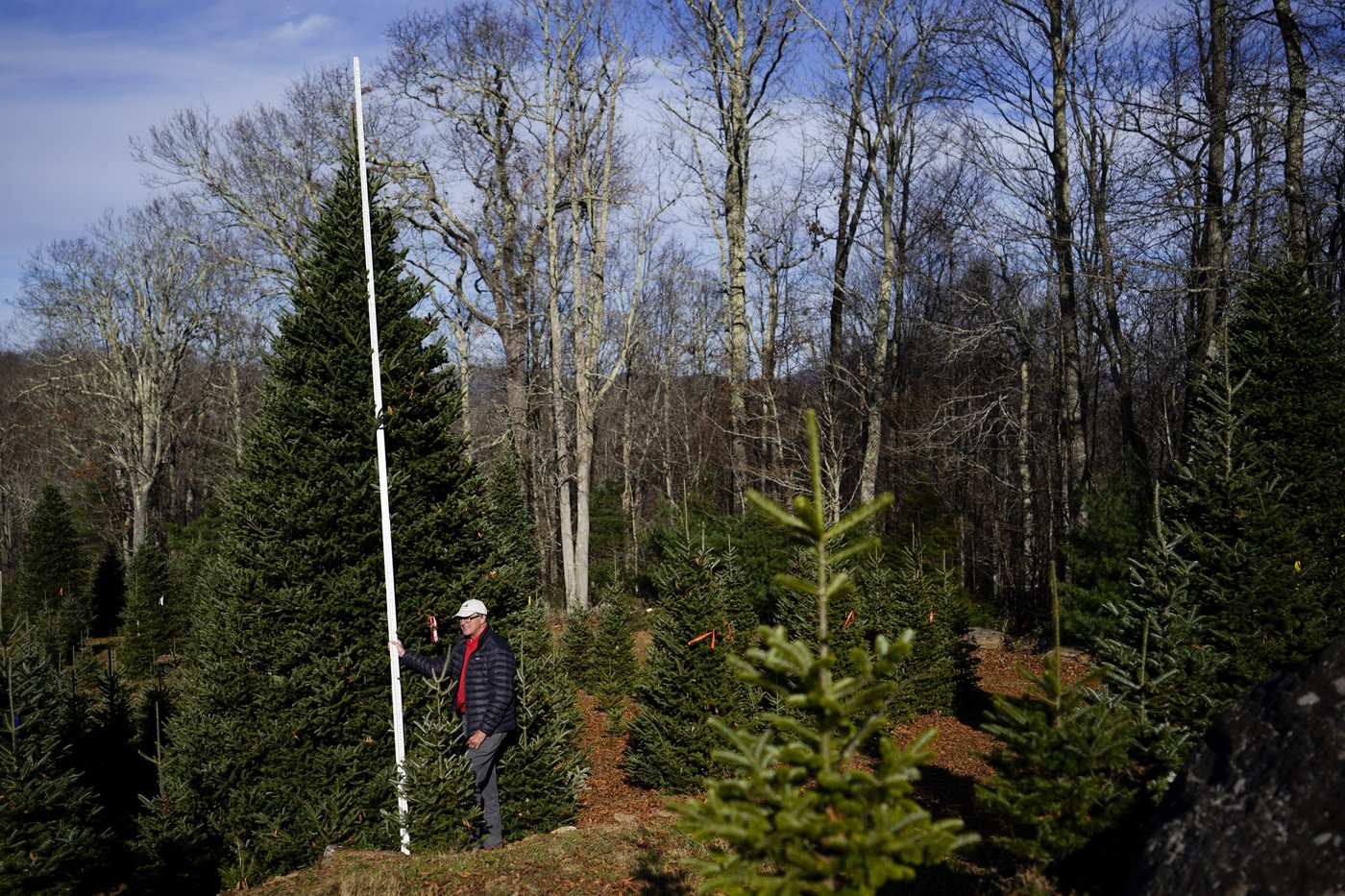 The White House's Christmas tree is a symbol of resilience for hurricane-hit North Carolina farms | iNFOnews.ca The White House's Christmas tree is a symbol of resilience for hurricane-hit North Carolina farms | iNFOnews.ca