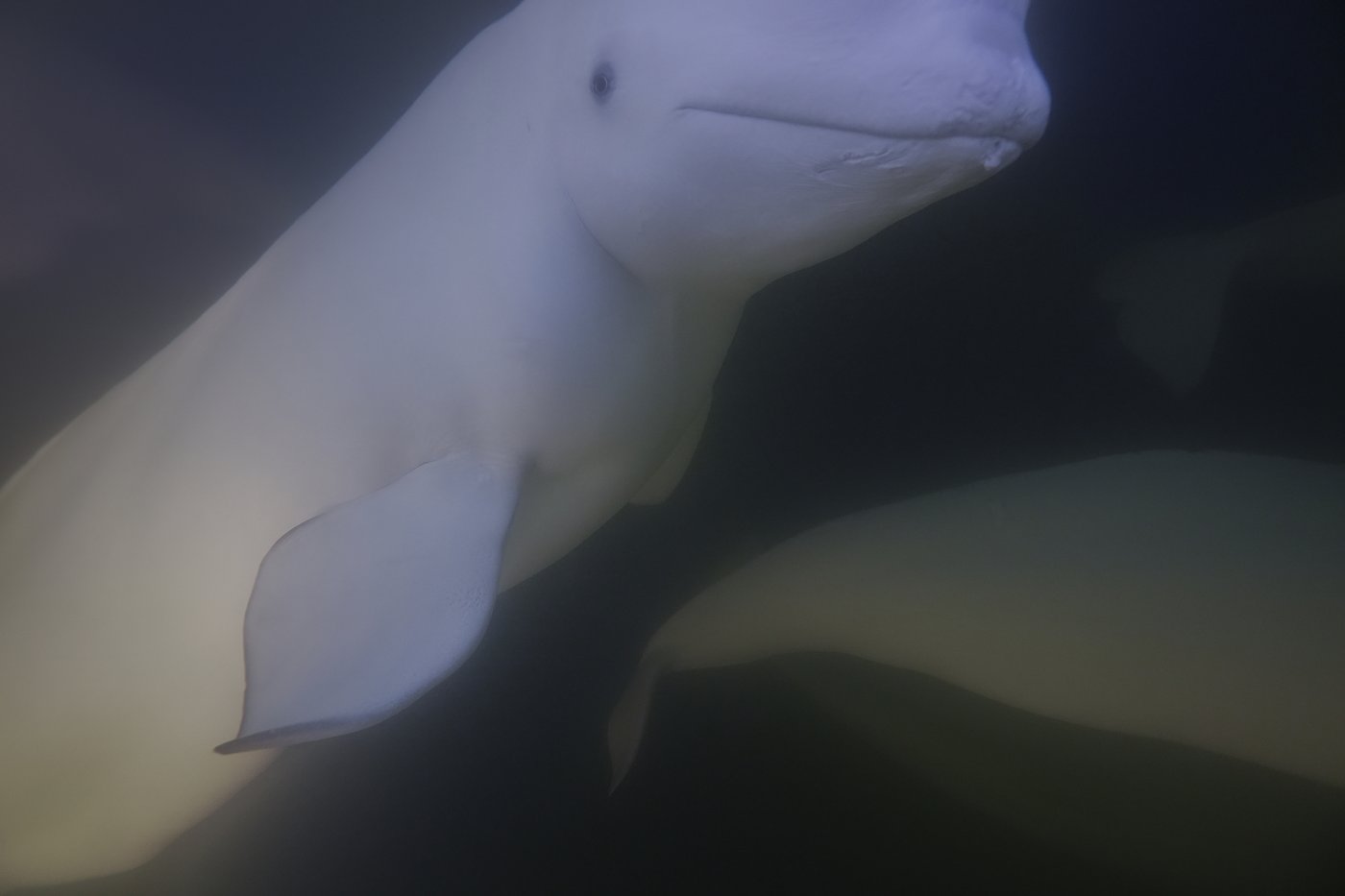 Offering a dose of healing, curious beluga whales frolic in a warming Hudson Bay | iNFOnews.ca