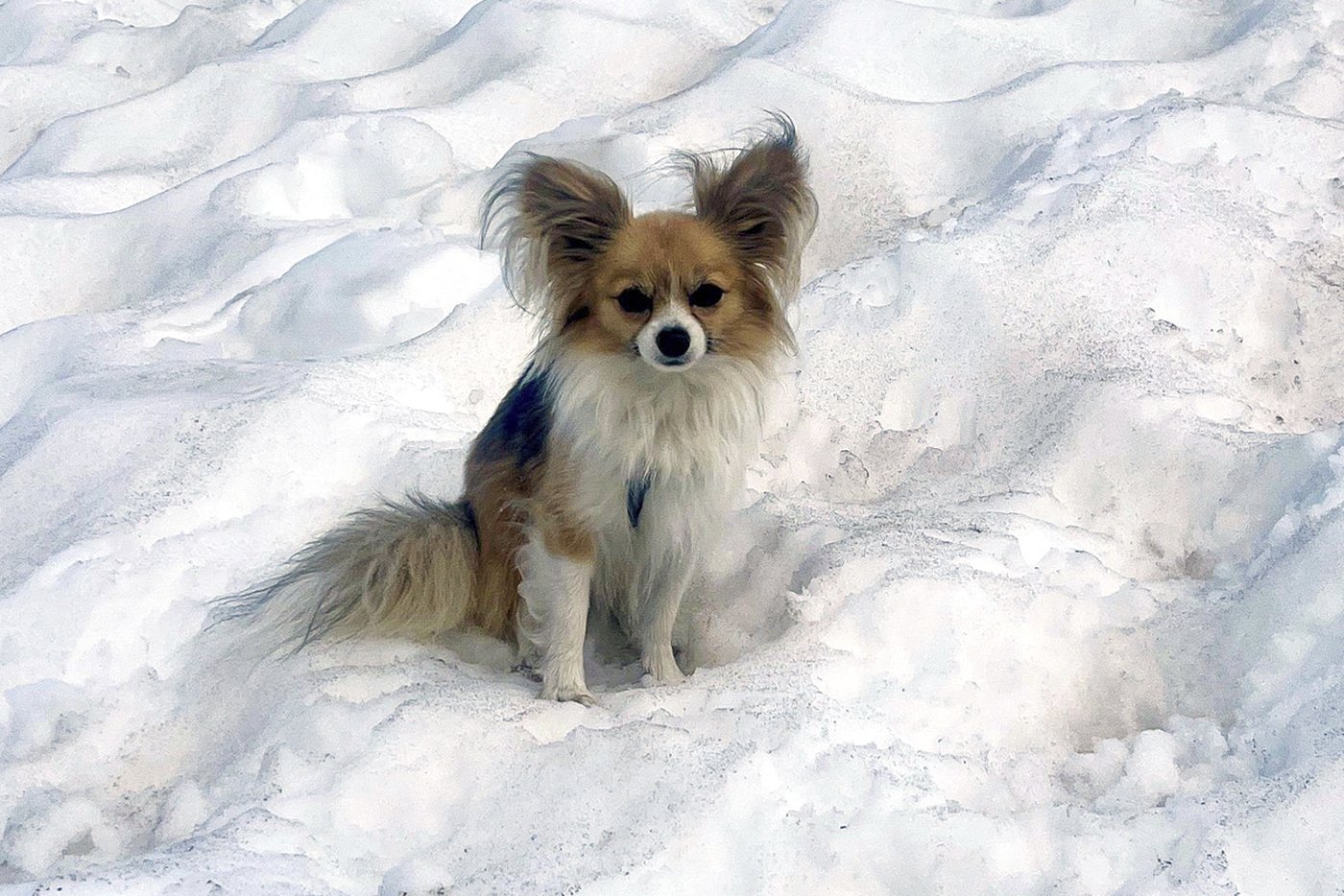 A pacing Chihuahua helps Swiss rescuers find a man who fell into a glacier | iNFOnews.ca A pacing Chihuahua helps Swiss rescuers find a man who fell into a glacier | iNFOnews.ca